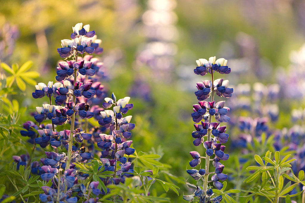 Люпин многолистный — Lupinus polyphyllus Lindl.