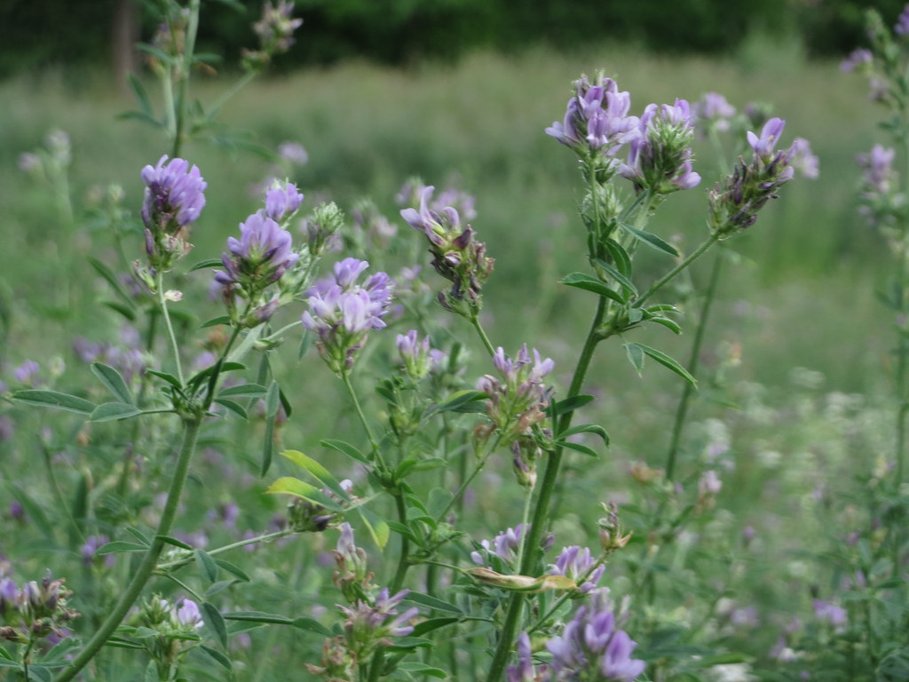 Люцерна серповидная — Medicago sativa L.