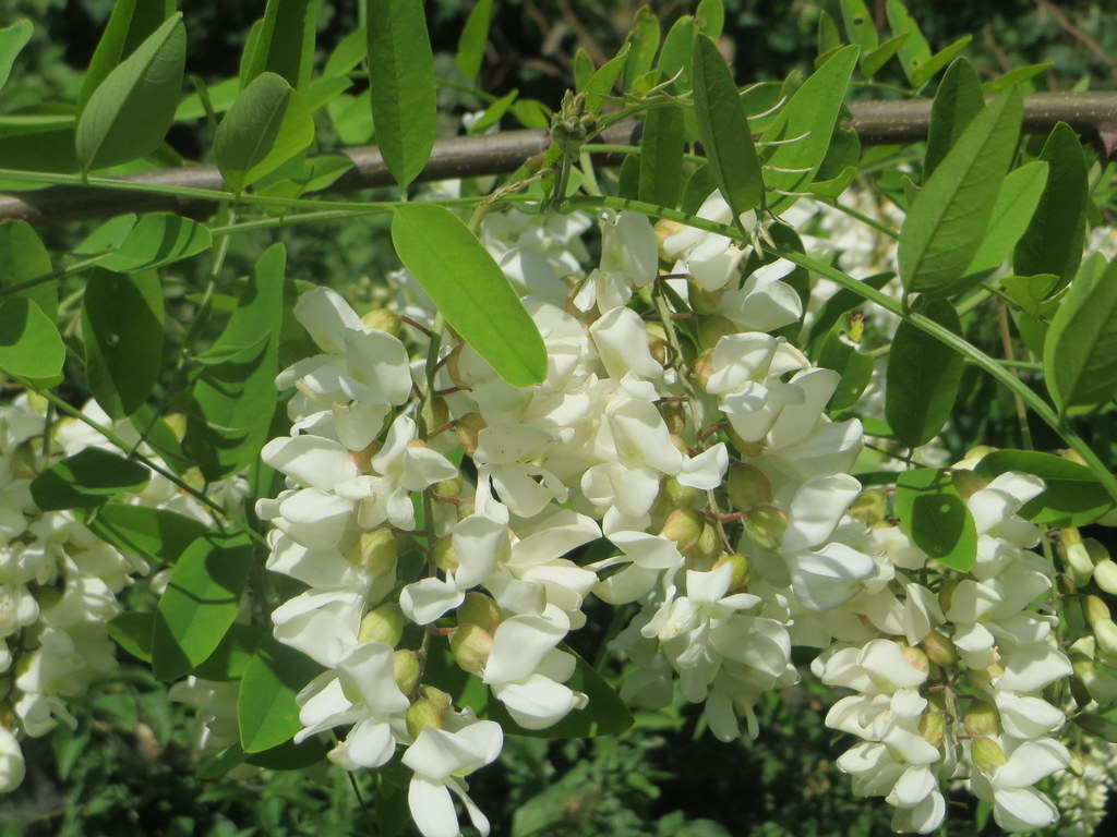 Робиния ложная акация — Robinia pseudoacacia L.