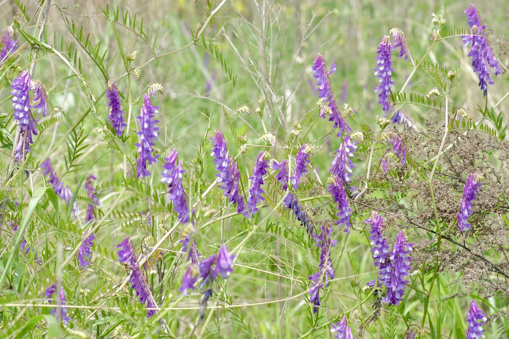 Вика (Горошек) мохнатая — Vicia villosa Roth.