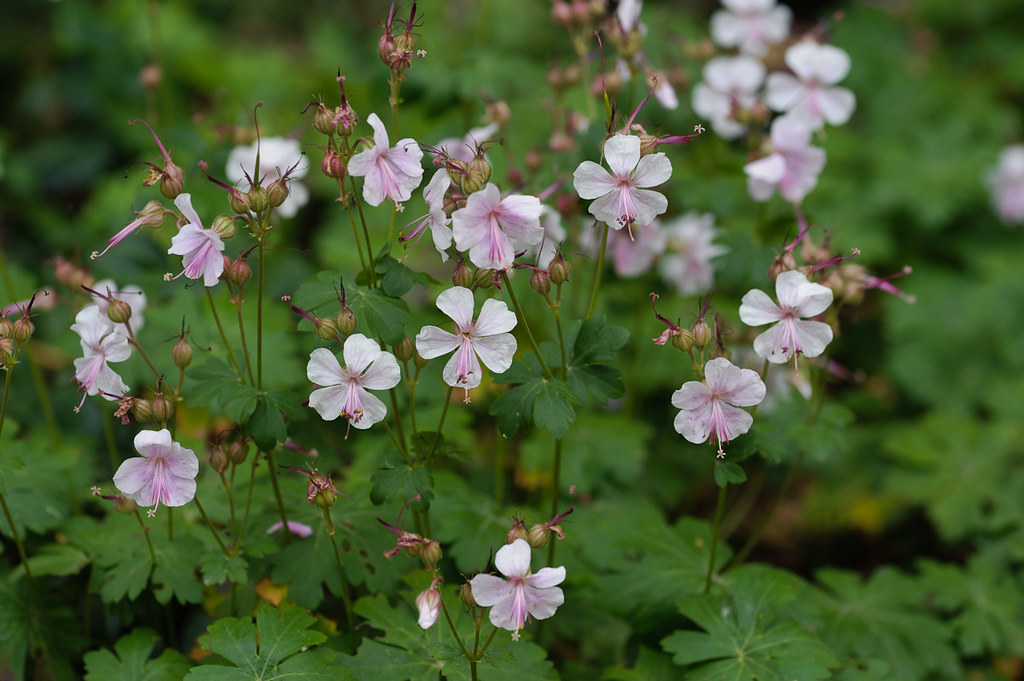 Герань кантабрийская — Geranium x cantabrigiense Yeo