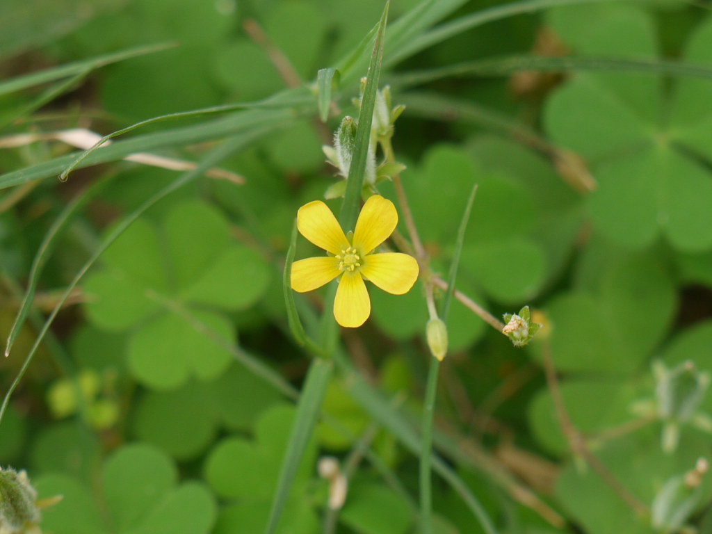 Жёлтокислица рогатая — Xanthoxalis corniculata (L.) Small.