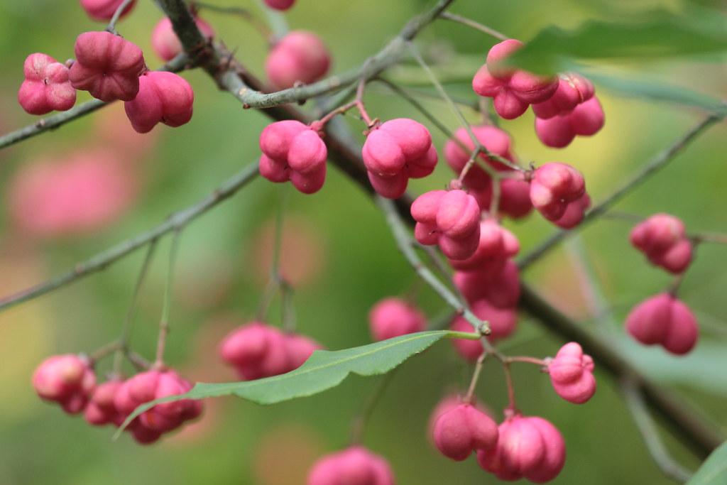 Бересклет европейский — Euonymus europaea L.