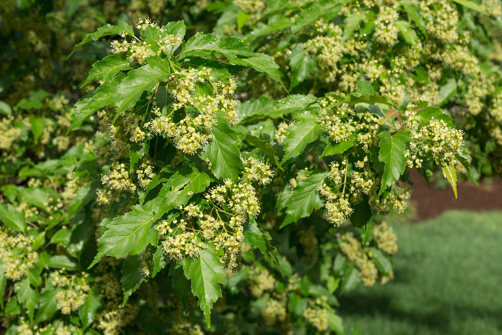 Клён приречный — Acer ginnala Maxim.