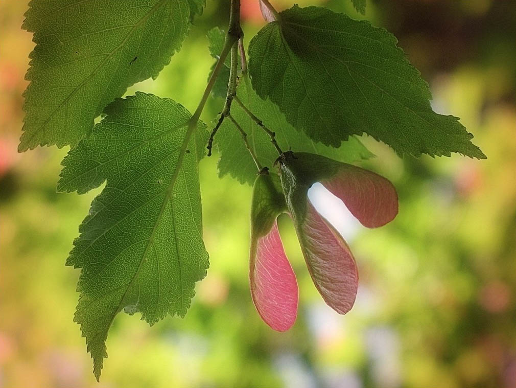 Клён татарский — Acer tataricum L.