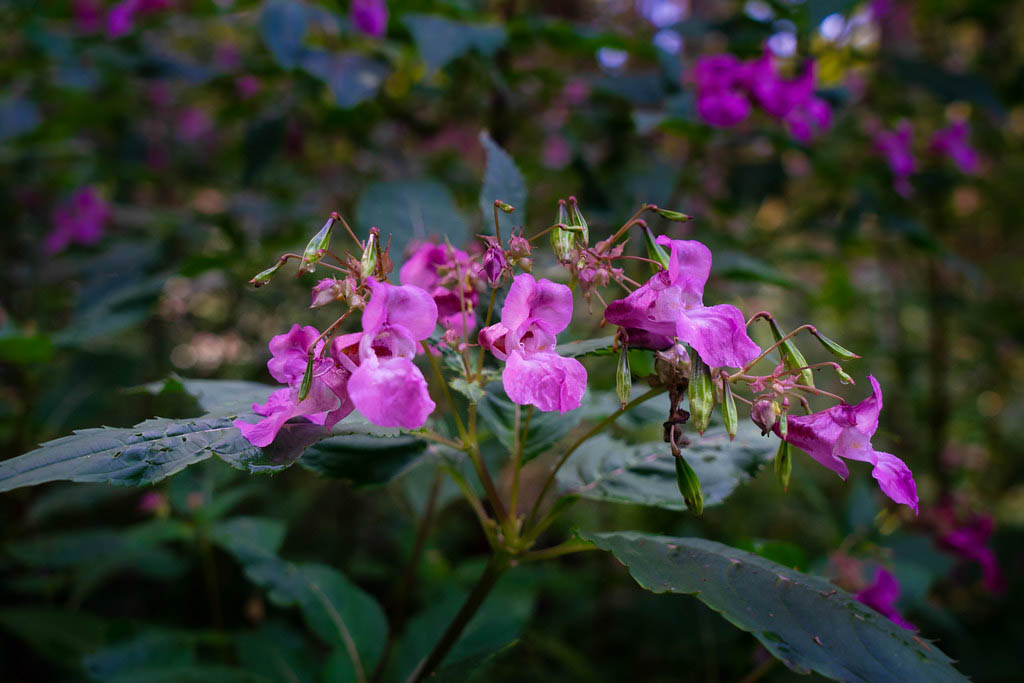 Недотрога железистая — Impatiens glandulifera Royle