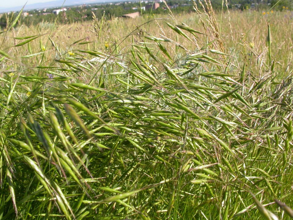 Костёр японский — Bromus japonicus Thunb.