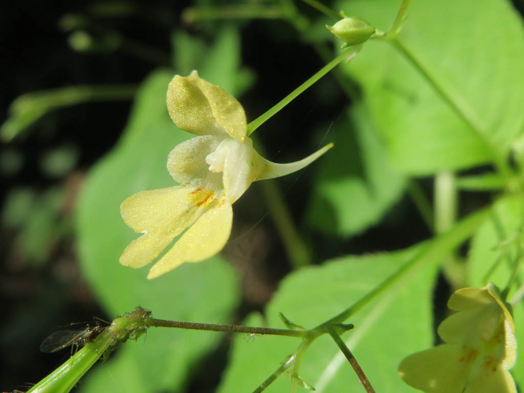 Недотрога мелкоцветная — Impatiens parviflora DC.