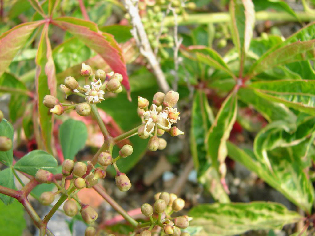 Девичий виноград прикрепляющийся — Parthenocissus inserta (Kern.) Fritsch