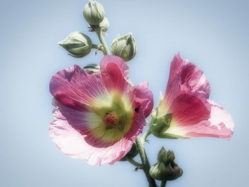 Шток-роза розовая — Alcea rosea L.