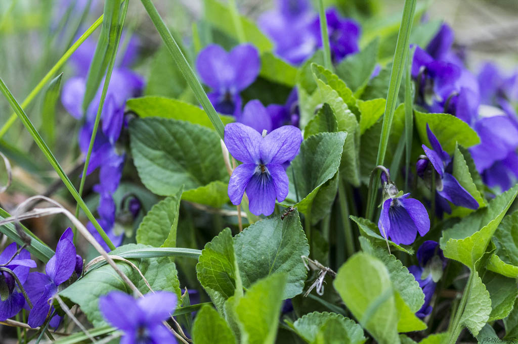 Фиалка душистая — Viola odorata L.