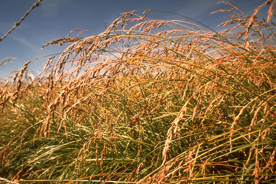 Овсянница тростниковидная — Festuca arundinacea Schreb.