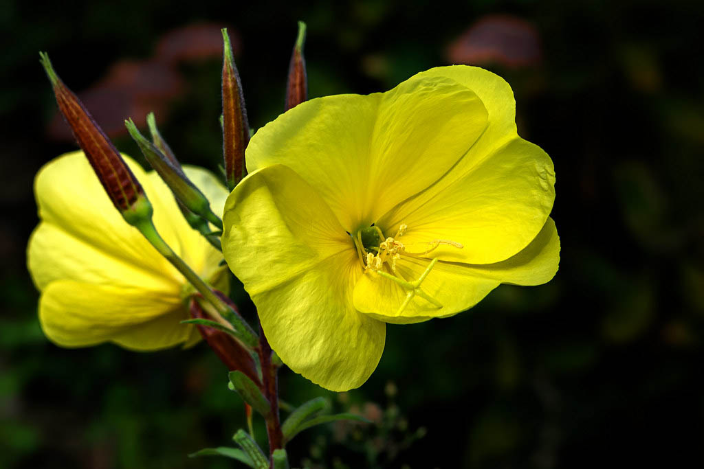 Ослинник двулетний — Oenothera biennis L.