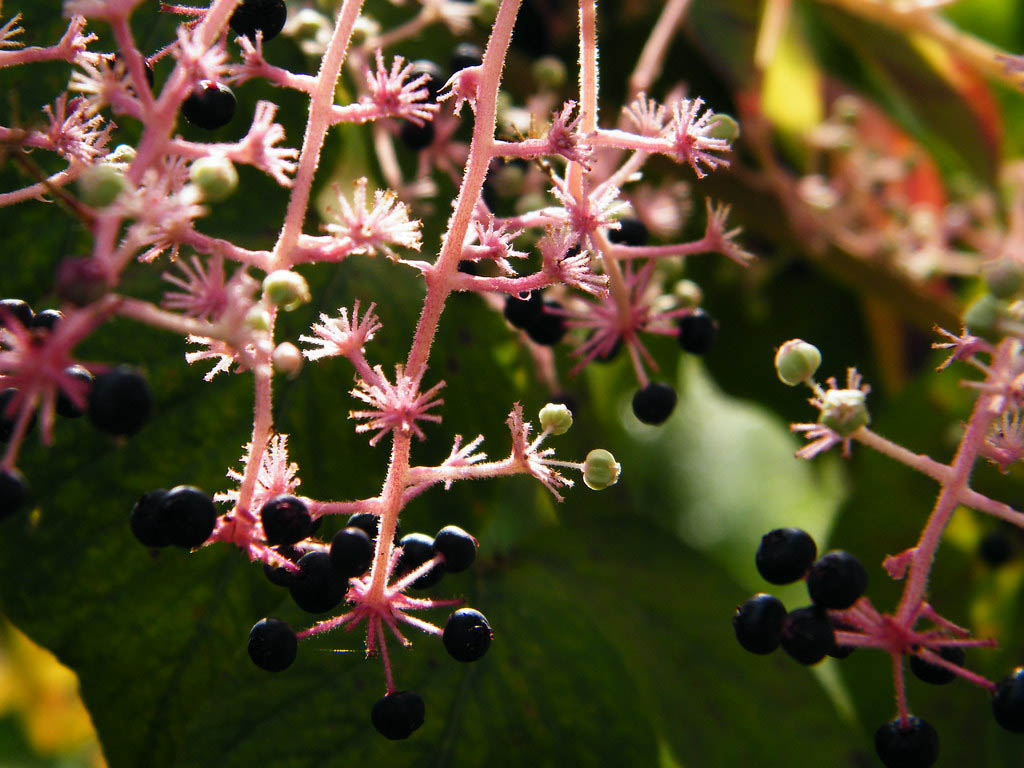 Аралия манчжурская — Aralia mandschurica Rupr. ex Maxim.