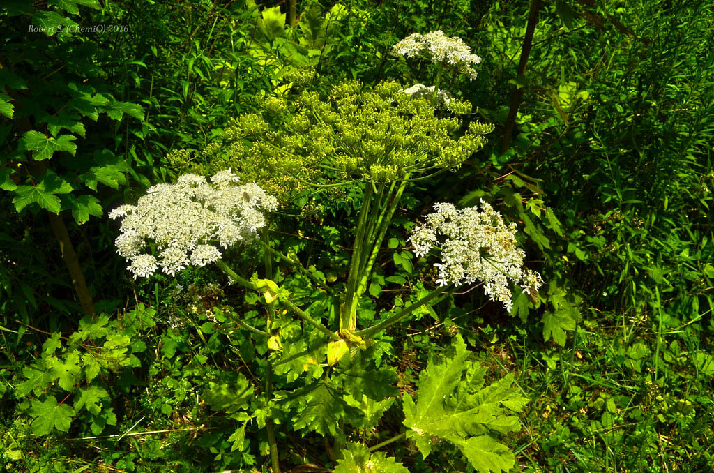 Борщевик Сосновского — Heracleum sosnowskii Manden.