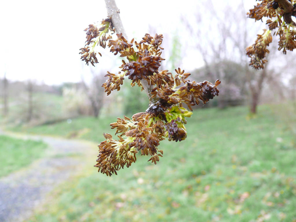 Ясень орехолистный — Fraxinus juglandifolia Lam.