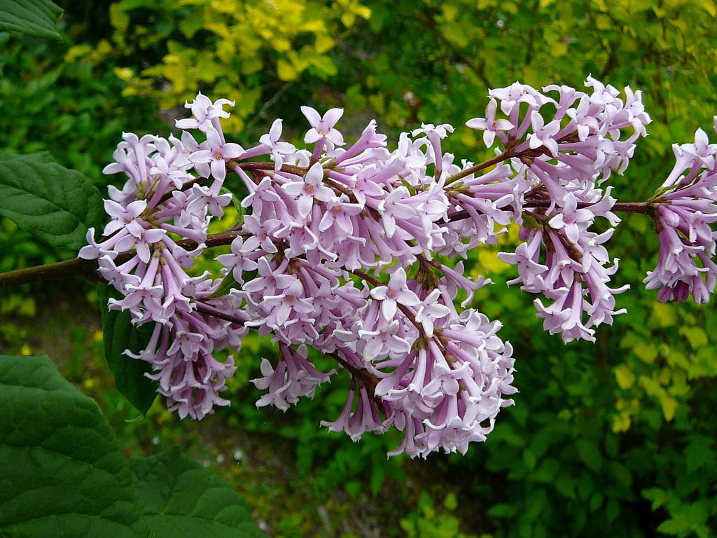 Сирень венгерская — Syringa josikaea Jacq. fil.