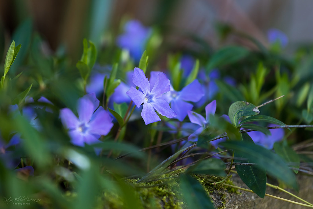 Барвинок малый — Vinca minor L.