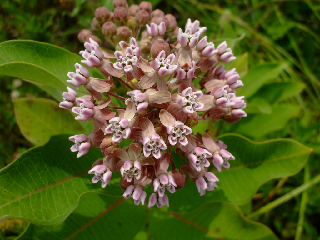 Ваточник сирийский — Asclepias syriacum L.