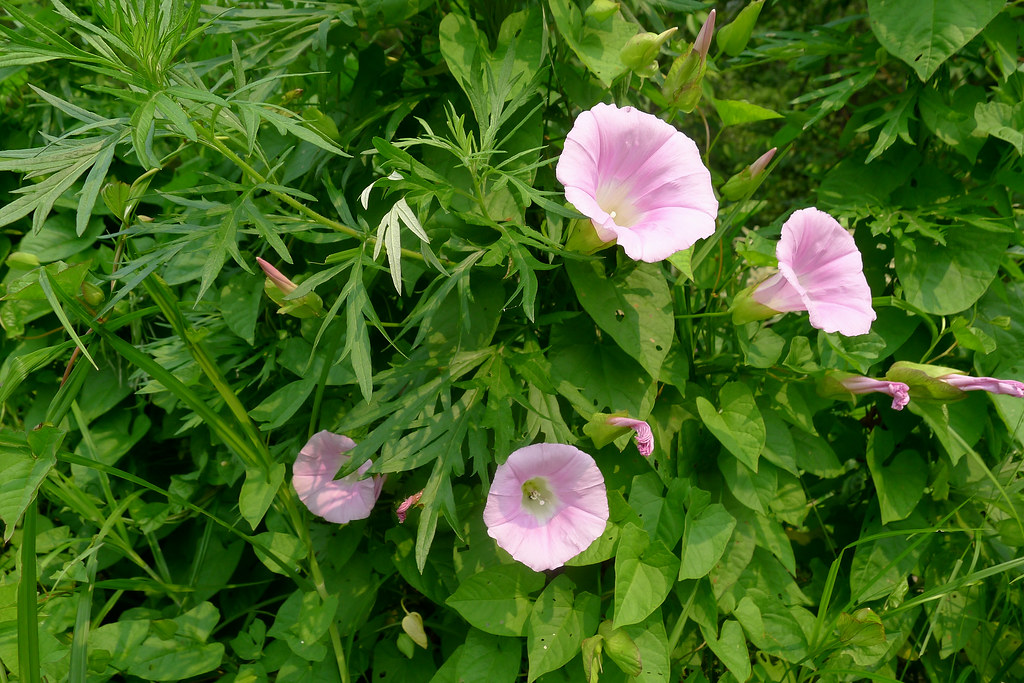 Повой вздутый — Calystegia inflata Sweet.