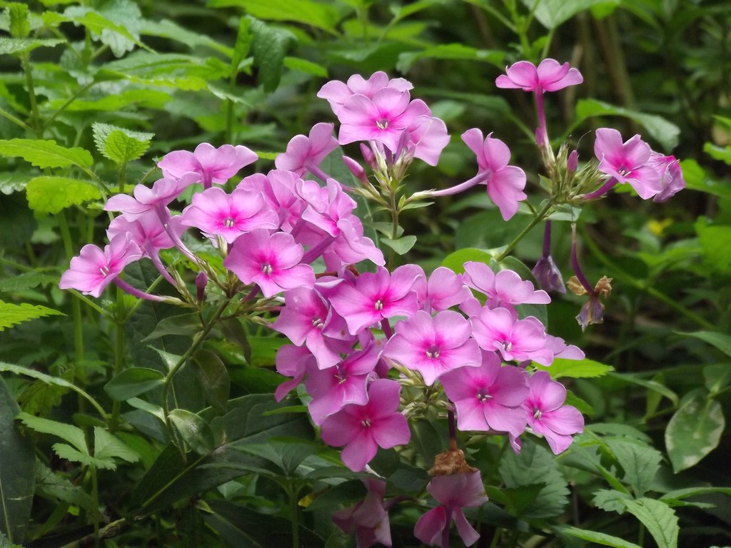 Флокс метельчатый — Phlox paniculata L.