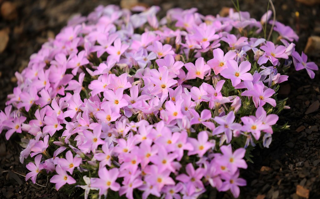 Флокс сибирский — Phlox sibirica L.