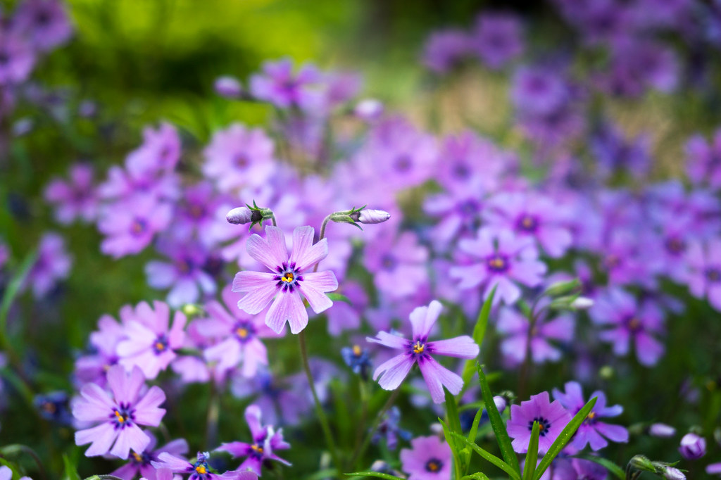 Флокс шиловидный — Phlox subulata L.