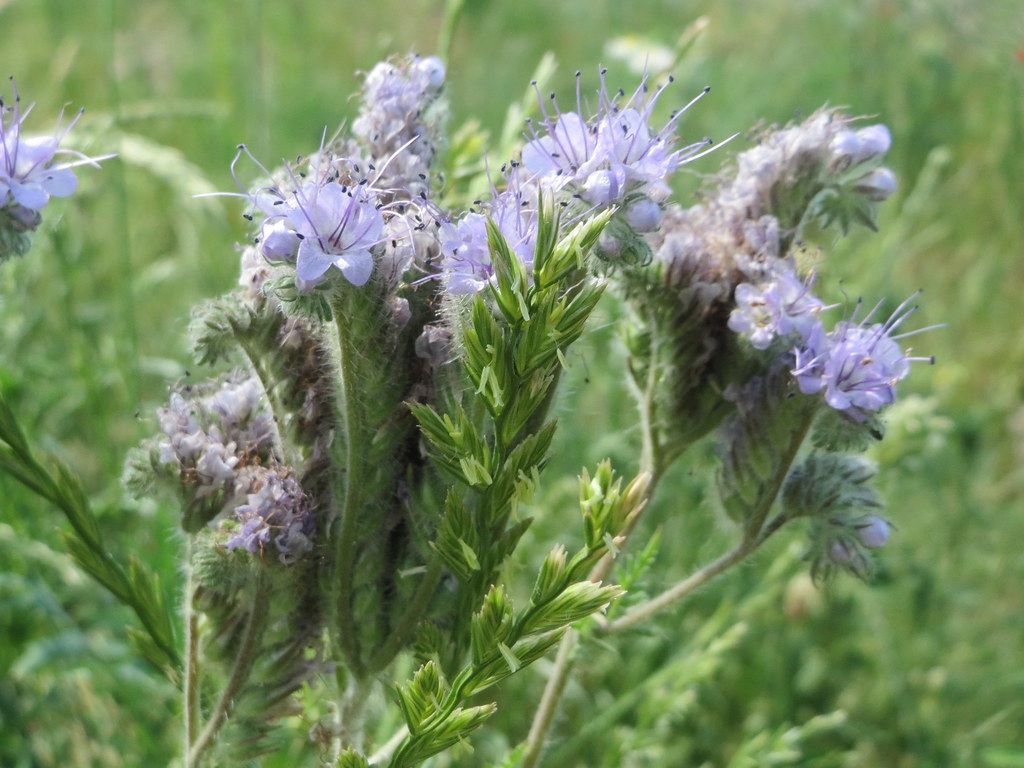 Фацелия пижмолистная — Phacelia tanacetifolia Benth.