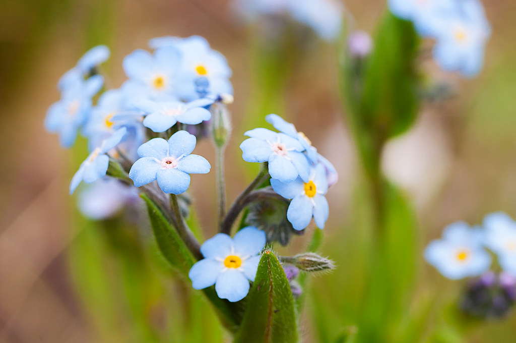 Брюннера сибирская — Brunnera sibirica Stev.