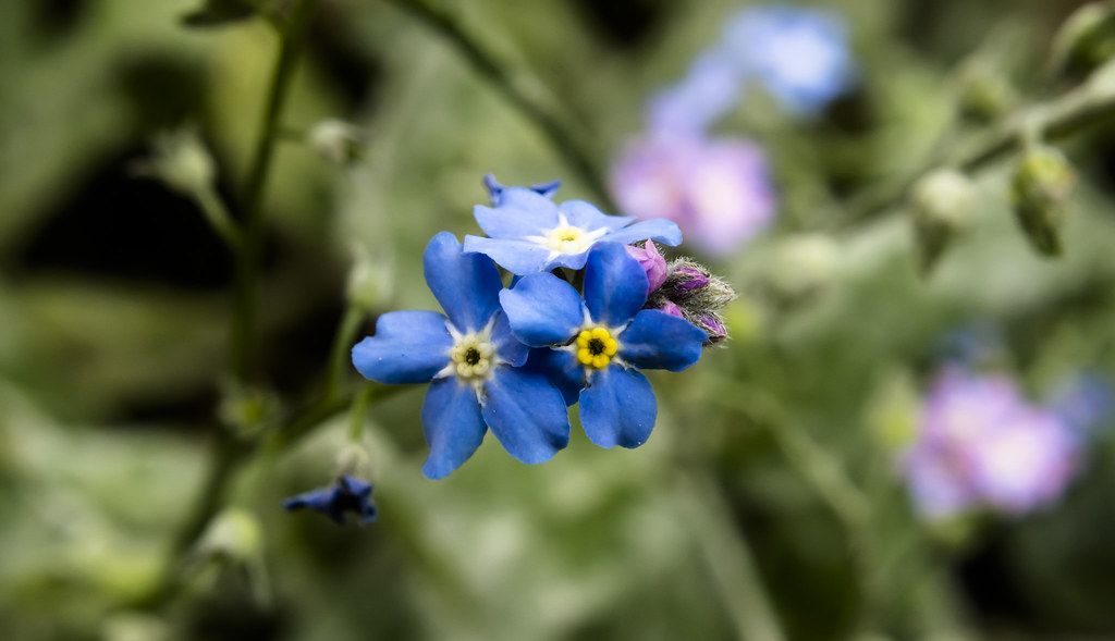 Незабудка лесная — Myosotis sylvatica Ehrh. ex Hoffm.