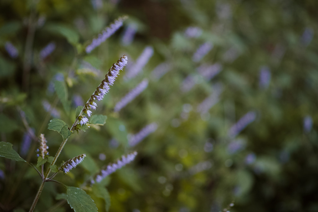 Эльсгольция реснитчатая — Elscholtzia ciliata (Thunb.) Hyl.