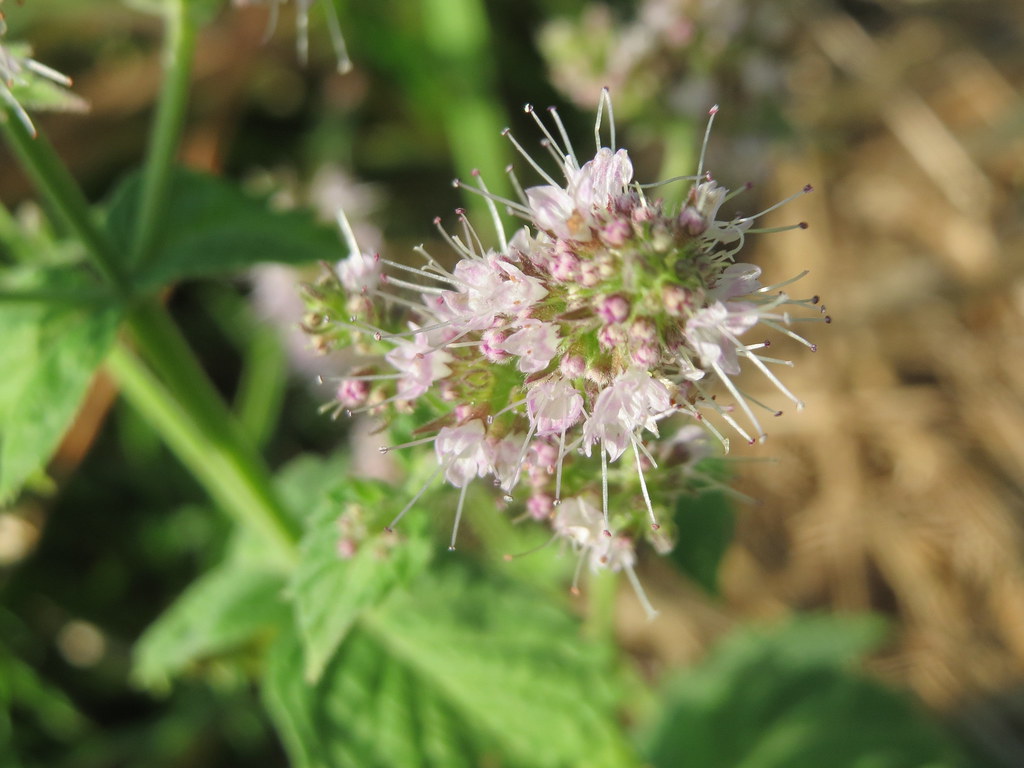 Мята колосистая — Mentha spicata L.