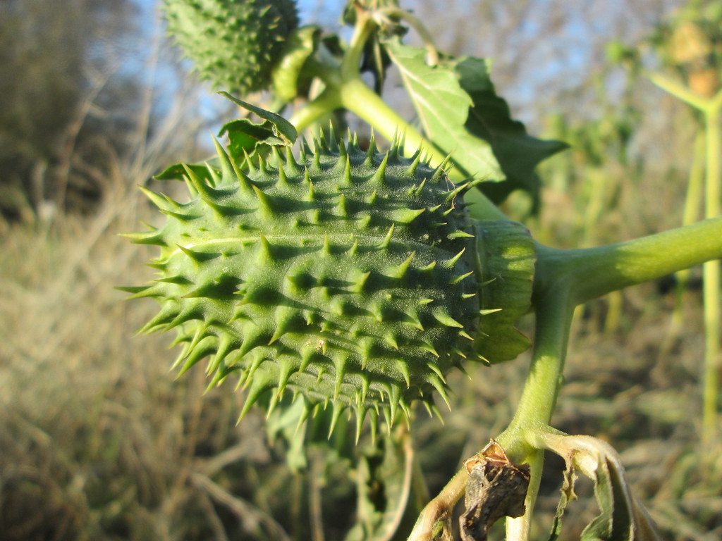 Дурман вонючий — Datura stramonium L.