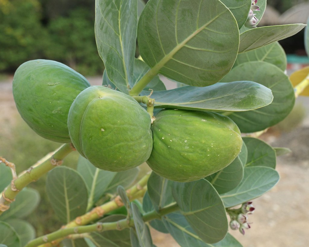 Паслён иудейский — Solanum judaicum Bess.