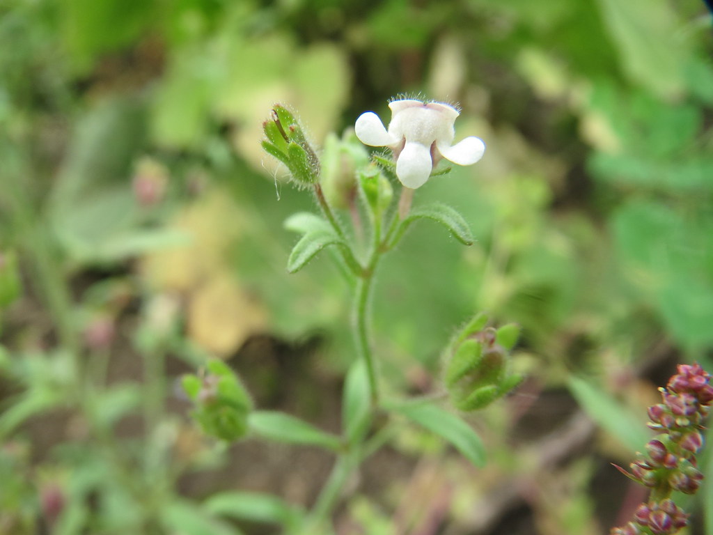 Хеноринум малый — Chaenorhinum minus (L.) Lange