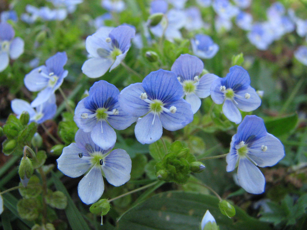 Вероника нитевидная — Veronica filiformis Smith.