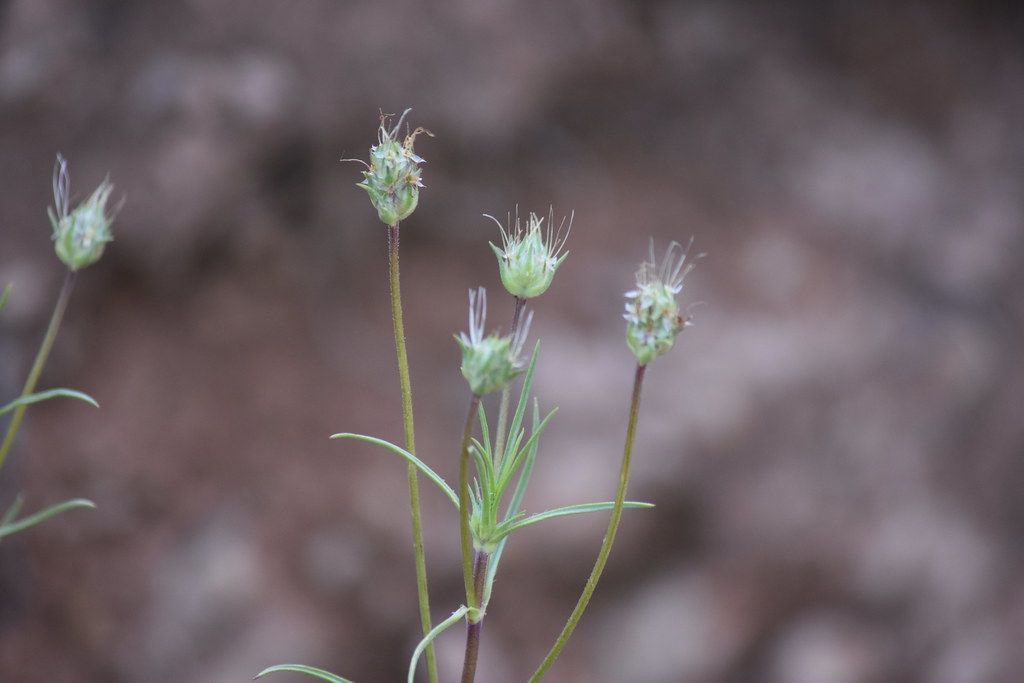 Подорожник шершавый — Plantago scabra Moench