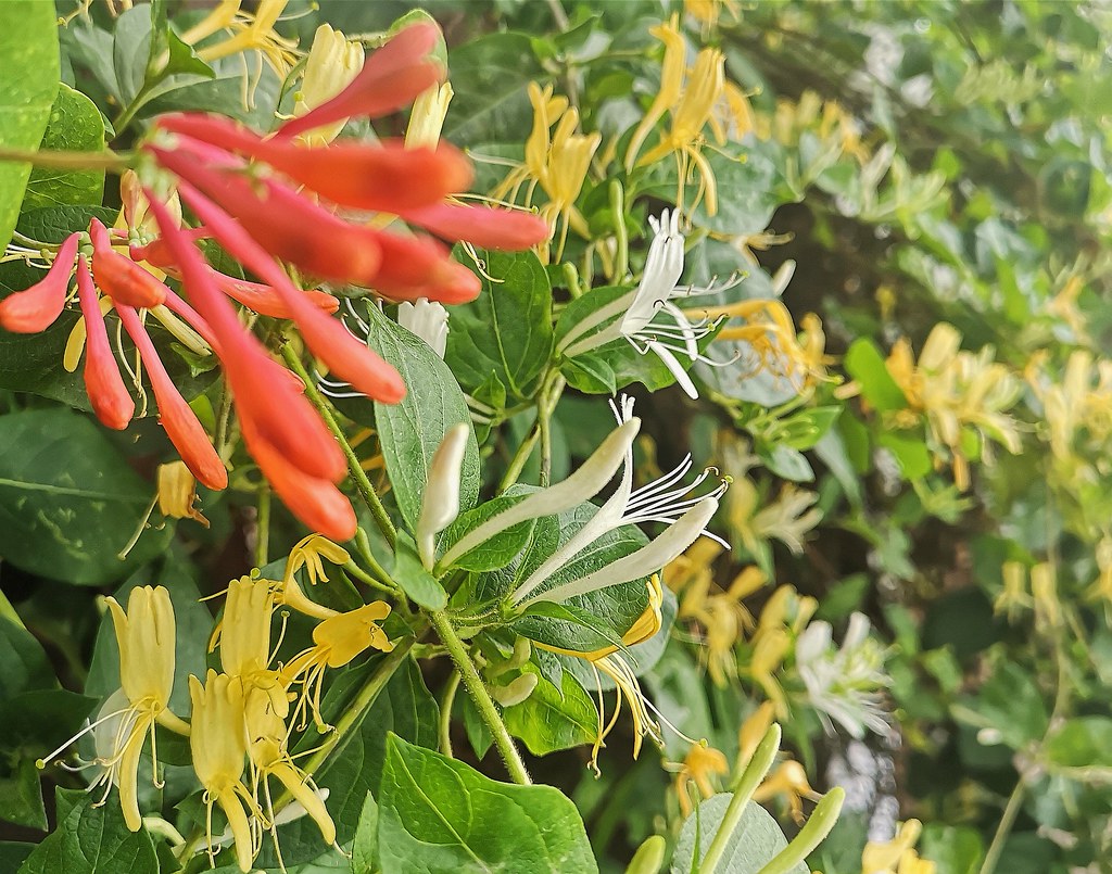 Жимолость каприфоль — Lonicera caprifolium L.