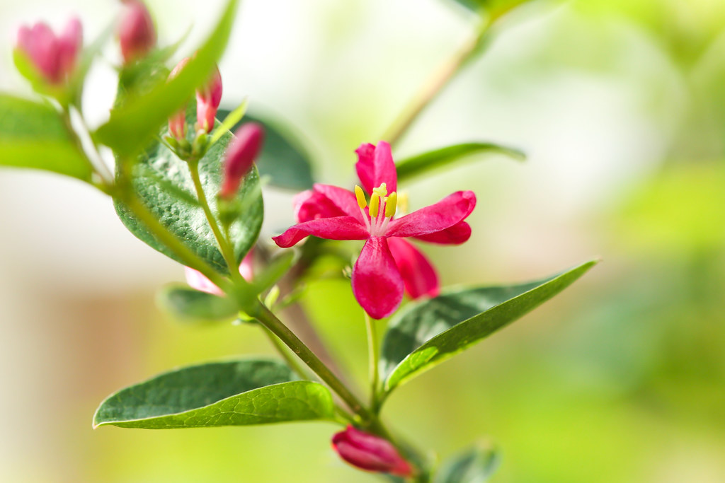 Жимолость татарская — Lonicera tatarica L.