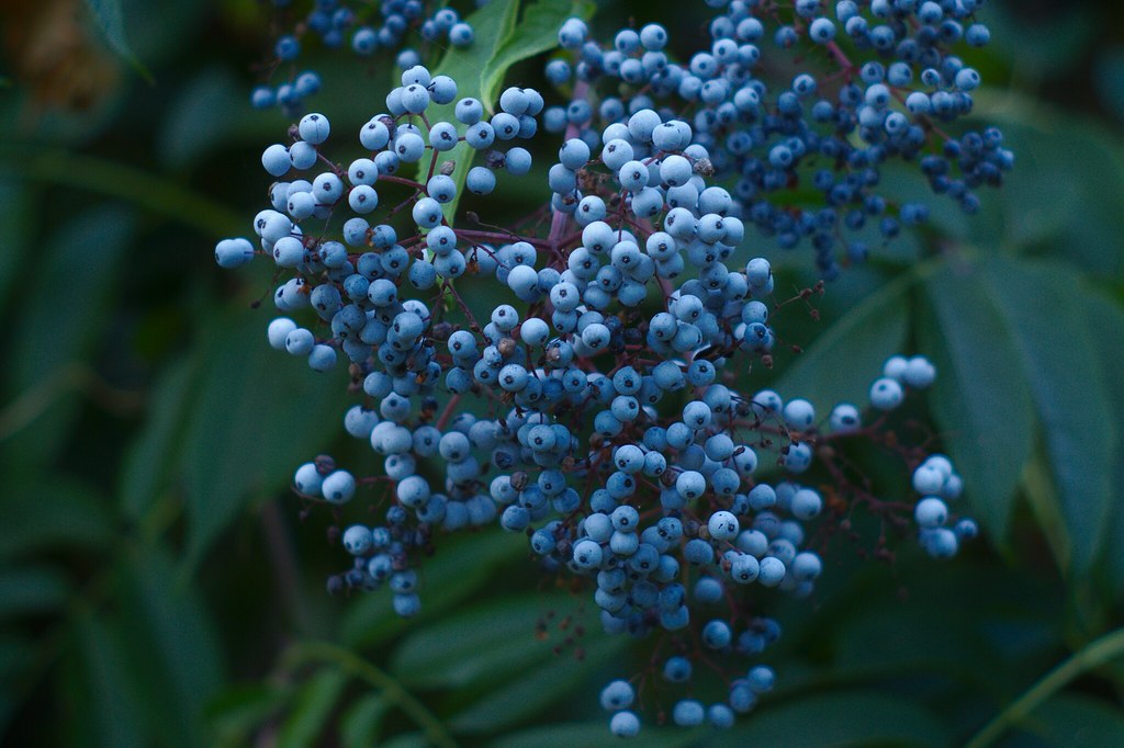 Бузина травянистая — Sambucus ebulus L.