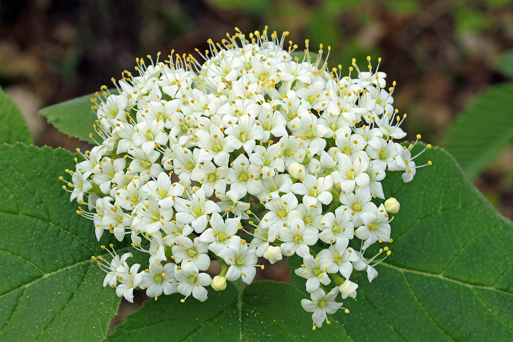 Гордовина обыкновенная — Viburnum lantana L.