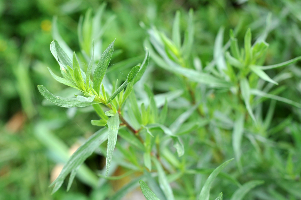Полынь эстрагон — Artemisia dracunculus L.