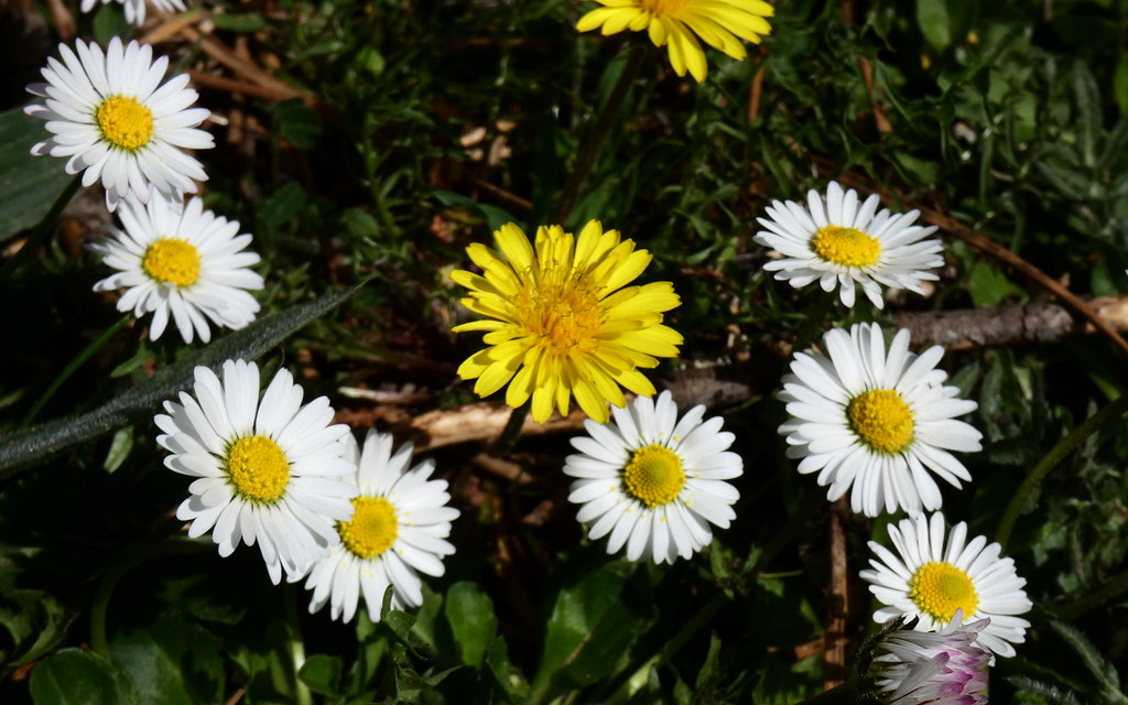 Маргаритки многолетние — Bellis perennis L.