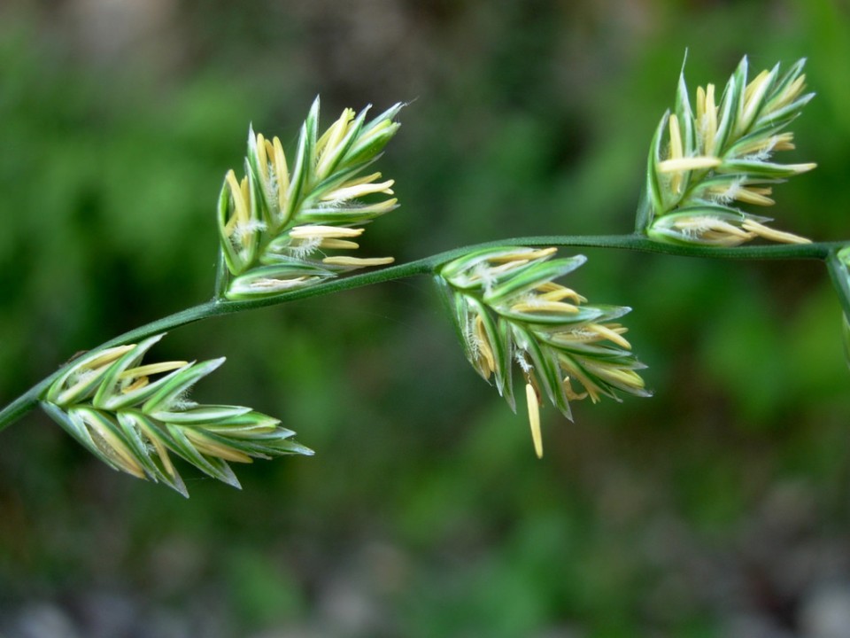 Плевел многолетний — Lolium perenne L.