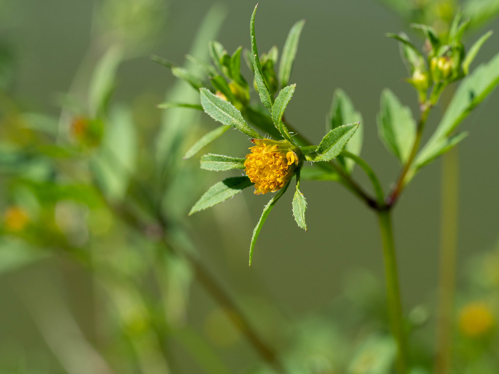 Череда рассечённая — Bidens frondosa L.