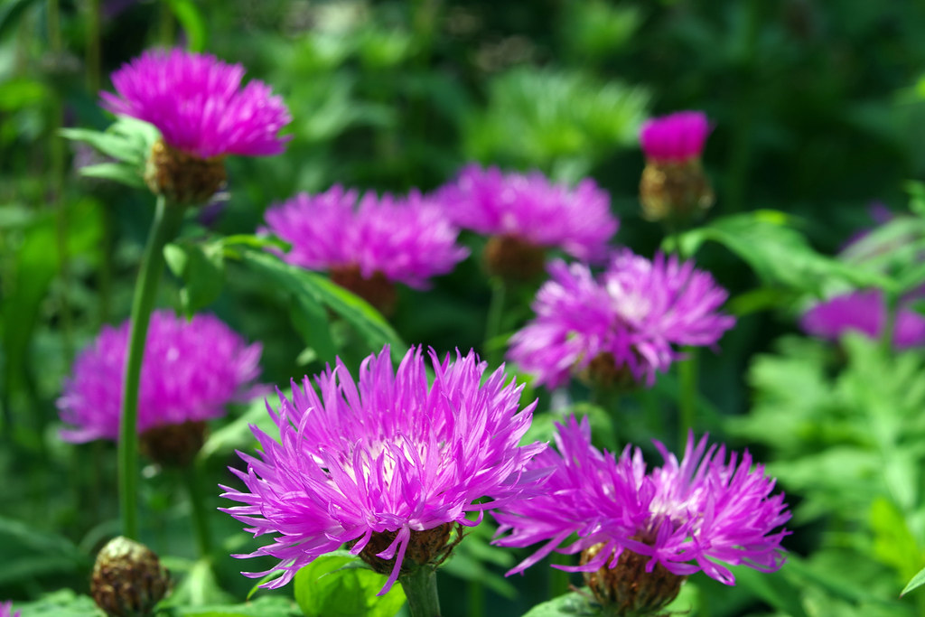 Василёк подбелённый — Centaurea dealbata Willd.