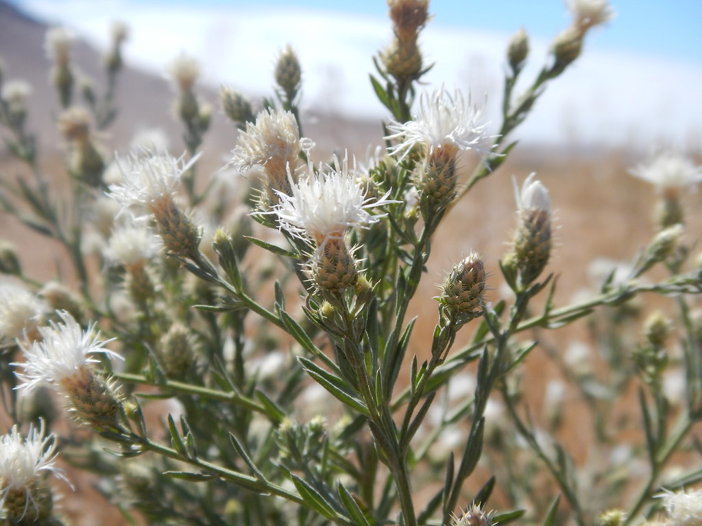 Василёк раскидистый — Centaurea diffusa Lam.