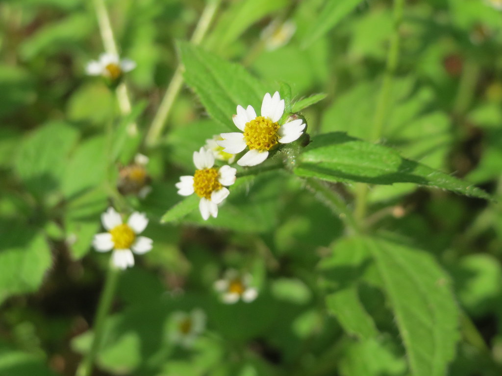 Галинзога мелкоцветная — Galinsoga parviflora Cav.