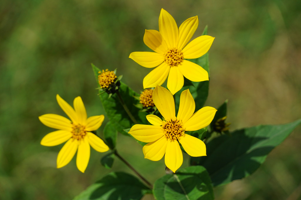 Подсолнечник клубненосный, Топинамбур — Helianthus tuberosus L.