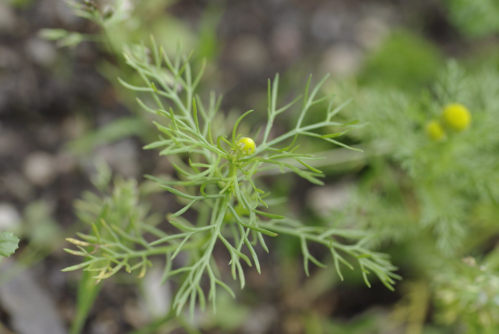 Лепидотека пахучая — Lepidotheca suaveolens (Pursh.) Nutt.